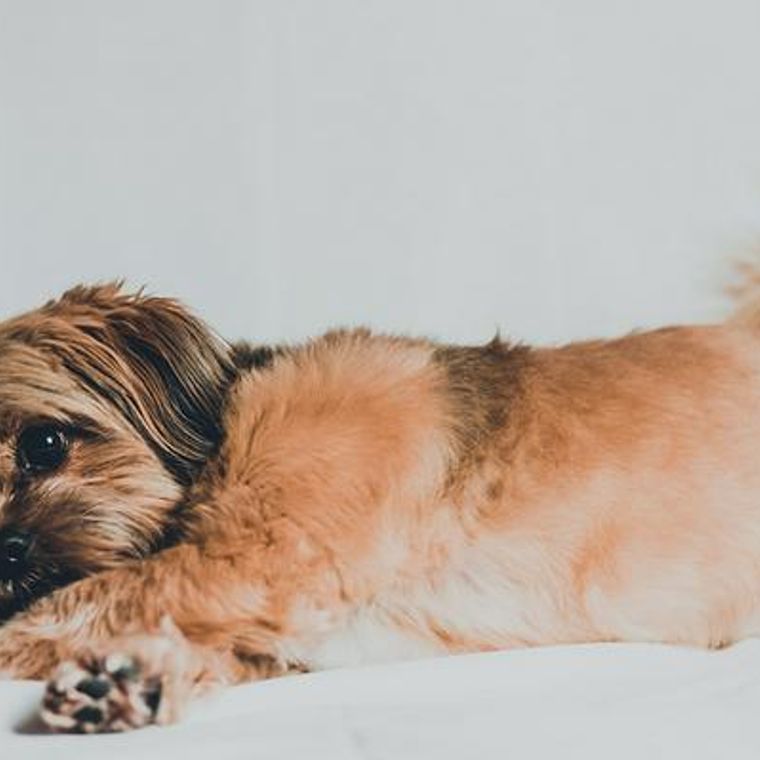 犬の毛が抜ける理由をトリマーが解説 毛玉ができない毛のケアや掃除グッズを紹介 ペトコト