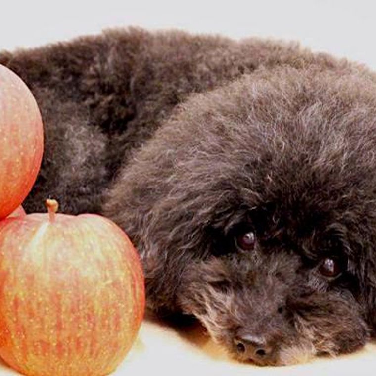 犬はりんごを食べても大丈夫 与え方や注意点などを紹介 獣医師監修 ペトコト