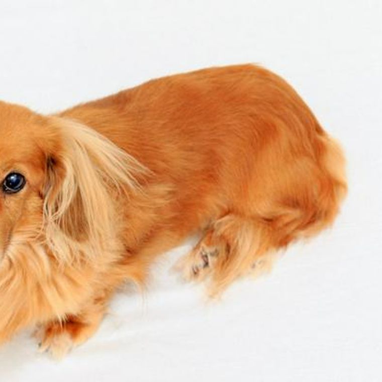 シニア犬 老犬 が長生きするオススメの食事を解説 食べない 吐く場合の対処法まで ペトコト