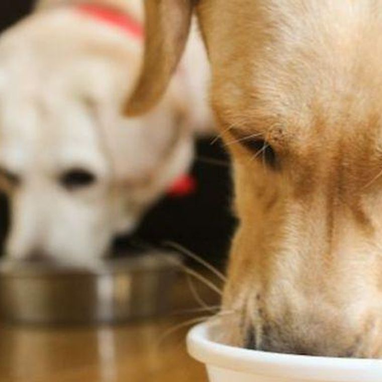 犬の早食いは防止すべき 理由やデメリット 対策グッズを紹介 獣医師監修 ペトコト