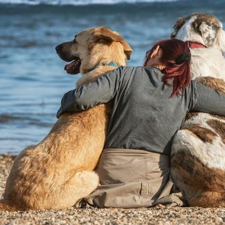 愛犬と主従関係を築くのは間違い 犬との関係性についての考え方やしつけ方法について解説 ペトこと