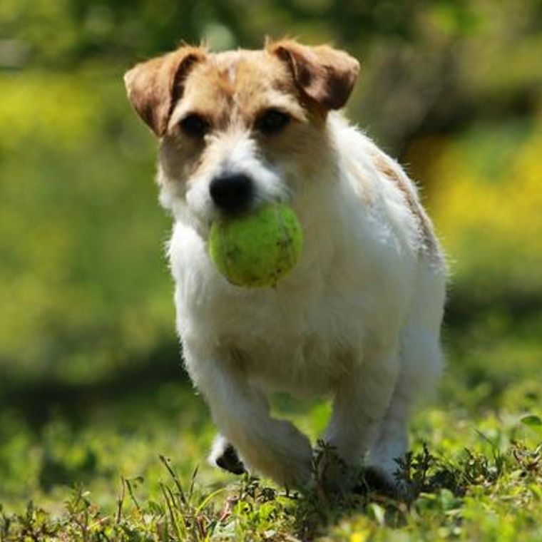 犬がボール遊びをしないのはなぜ 好きな理由 興味がない理由や遊び方を紹介 ペトコト