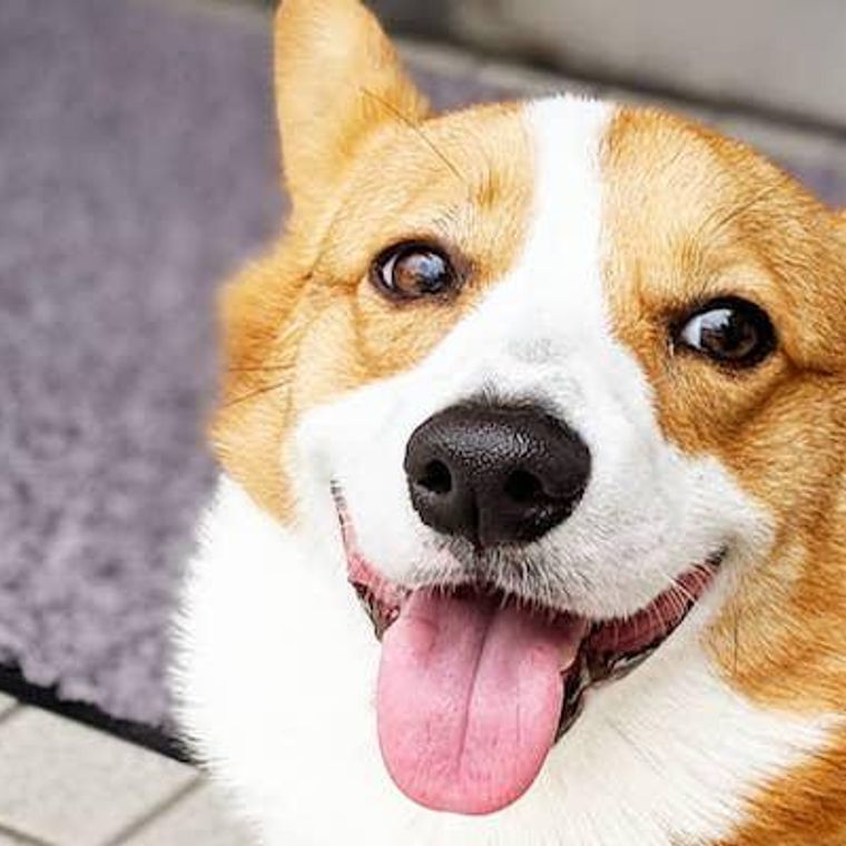 犬の歯の構造とは 生え変わりの時期や本数などを獣医師が解説 ペトコト