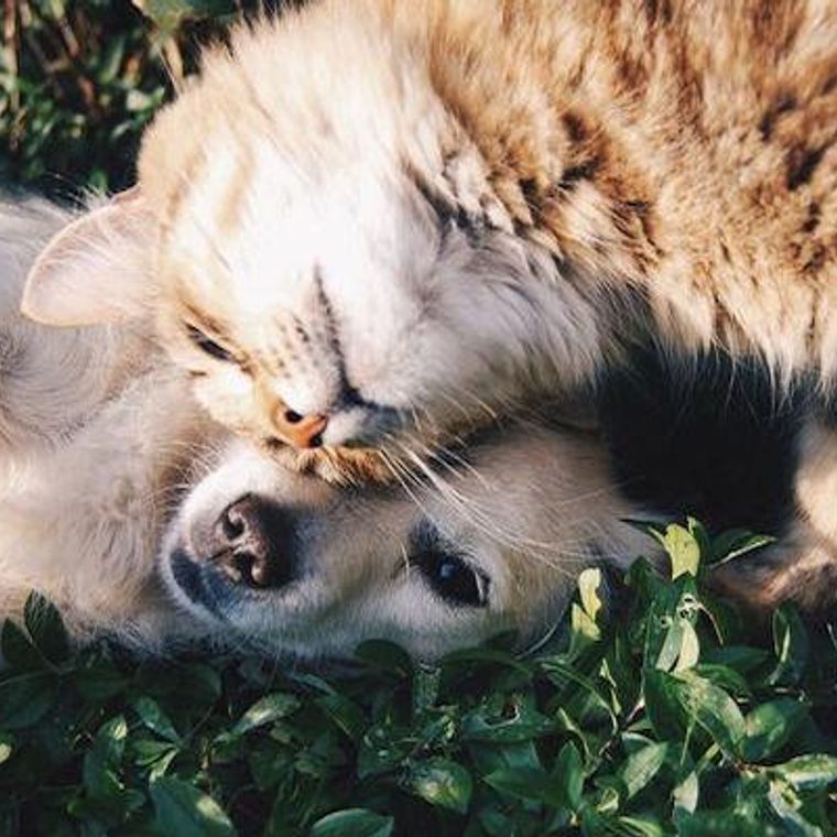 獣医師執筆 腎臓病の犬猫におやつはng 療法食の注意点や食べない場合の対策を紹介 ペトコト