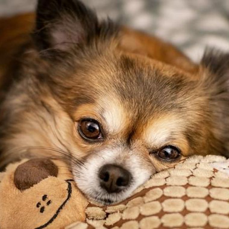 小型犬もしつけが必要 大型犬との違いや 吠えや甘噛みの理由を解説 ペトコト