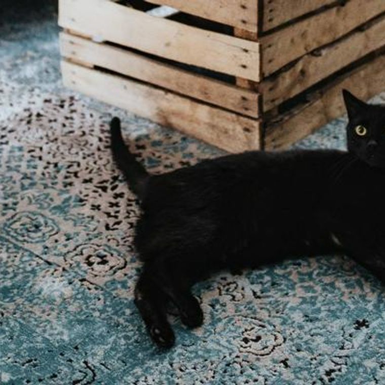 黒猫ってどんな性格 特徴や魅力 ボンベイなど純血種の種類を解説 ペトコト