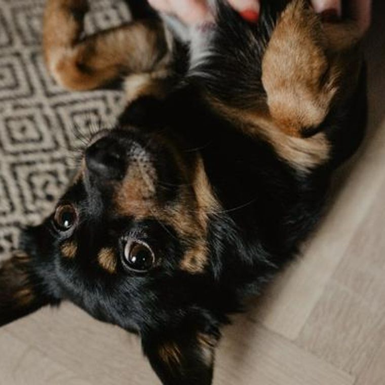 犬の腹膜炎｜症状・原因・治療法・予後・予防などを獣医師が解説 