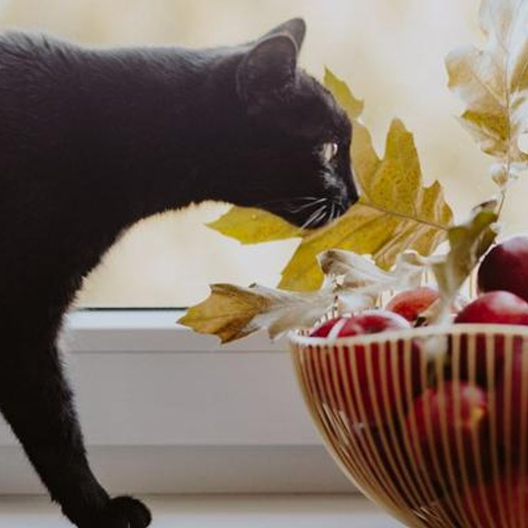 猫はりんごを食べても大丈夫！りんご酢やりんごジュース、皮についても