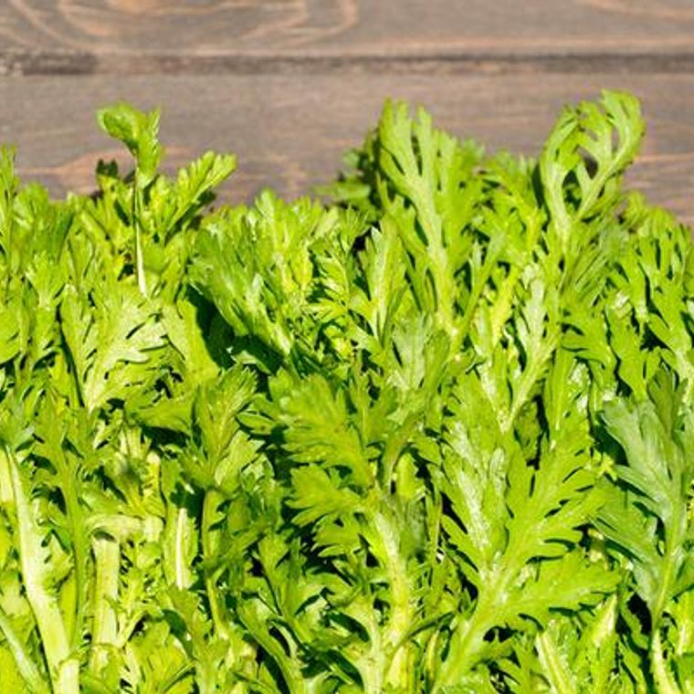 犬は春菊 菊菜 を食べても大丈夫 アレルギーによる下痢や嘔吐に注意 ペトコト