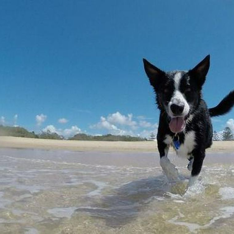 犬との水遊びの楽しみ方 水嫌いな犬の慣れさせ方と熱中症などの注意点 ペトコト