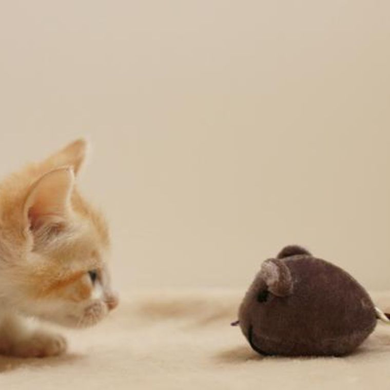 猫の腸閉塞とは？ 症状や原因などを獣医師が解説  ペトコト