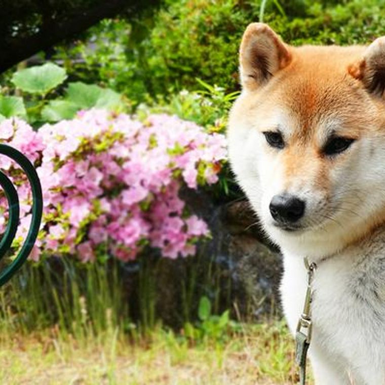 犬に蚊取り線香は大丈夫 煙の害や誤飲などの注意点や虫よけグッズを紹介 ペトコト