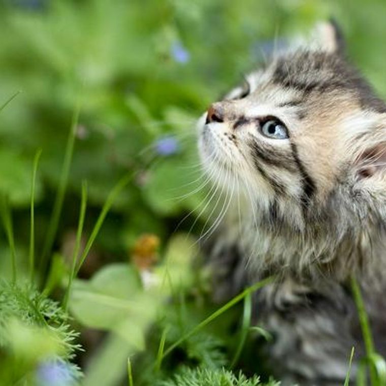 猫も蚊対策が必要 刺された場合の症状や予防法などを獣医師が解説 ペトコト