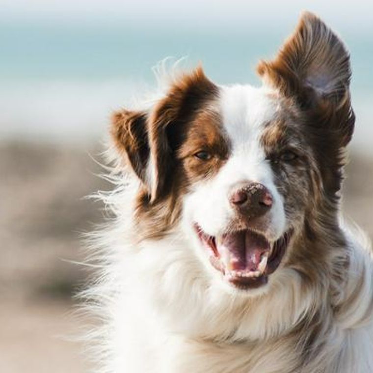 犬の血液型の基礎知識 血液型の種類や検査方法などを解説 ペトコト