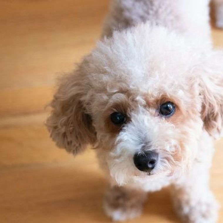 小型犬の種類とは 人気犬種や小型犬の寿命 飼いやすさを解説 ペトコト
