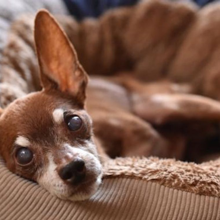 獣医師監修 犬の目が白いのは白内障 症状別に考えられる原因や病気 対処法を解説 ペトコト