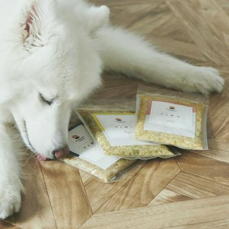 犬のダイエットに効果的な食事を栄養管理士が解説 ペトコト