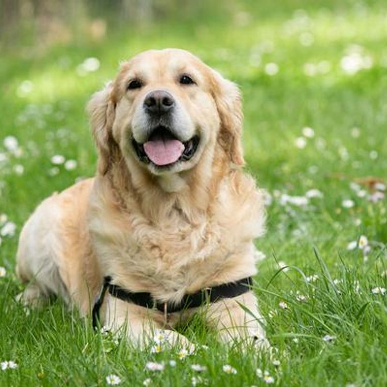 大型犬の種類とは 大型犬の基準や人気犬種について紹介します ペトコト