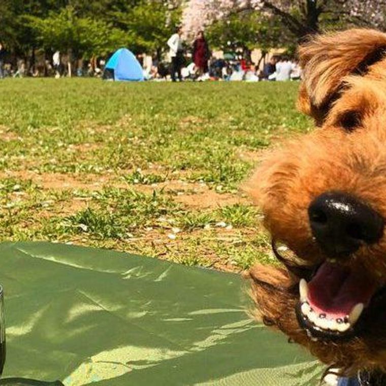 犬とお出かけ東京編 ショッピングモールなど雨でも楽しめる室内施設も紹介 ペトコト