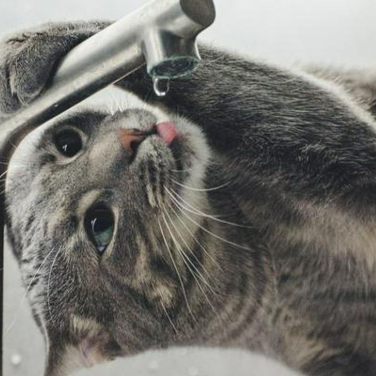 猫の多飲多尿は病気のサイン？考えられる原因と病気を獣医師が解説 