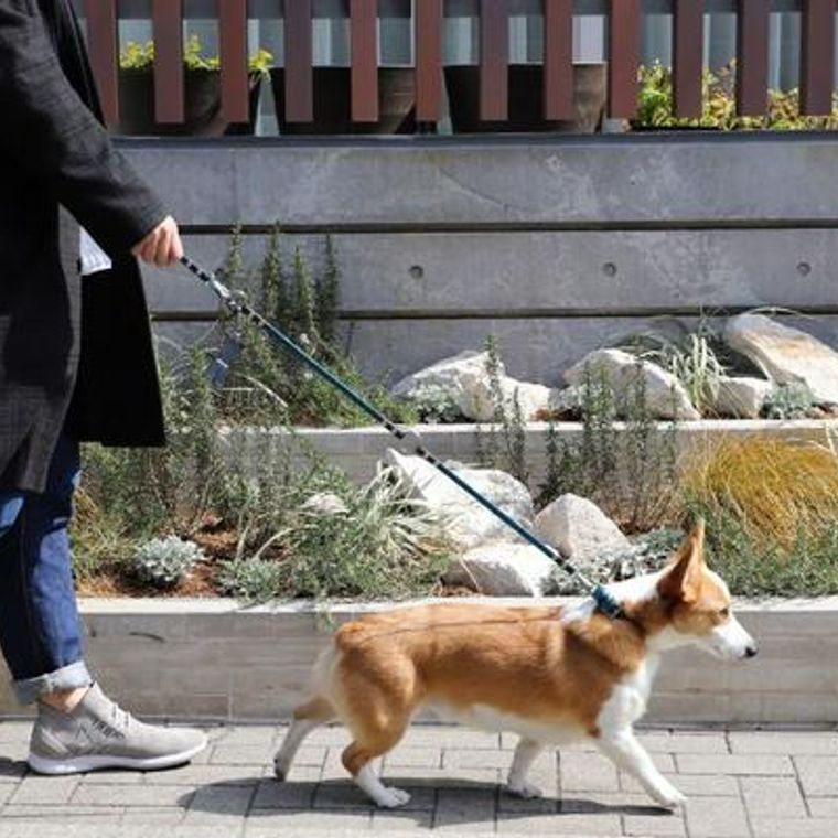 犬の散歩時間はどのくらい必要 目安や適切な時間帯 質を高めるポイントを解説 ペトコト
