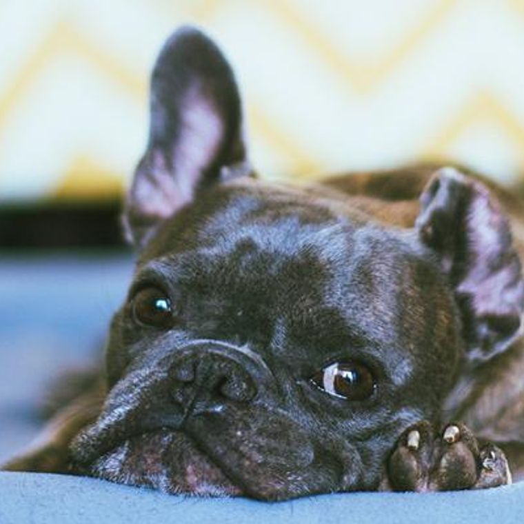 フレンチブルドッグはどんな性格 毛色 寿命 ケア しつけ かかりやすい病気などをトレーナーが解説 ペトコト