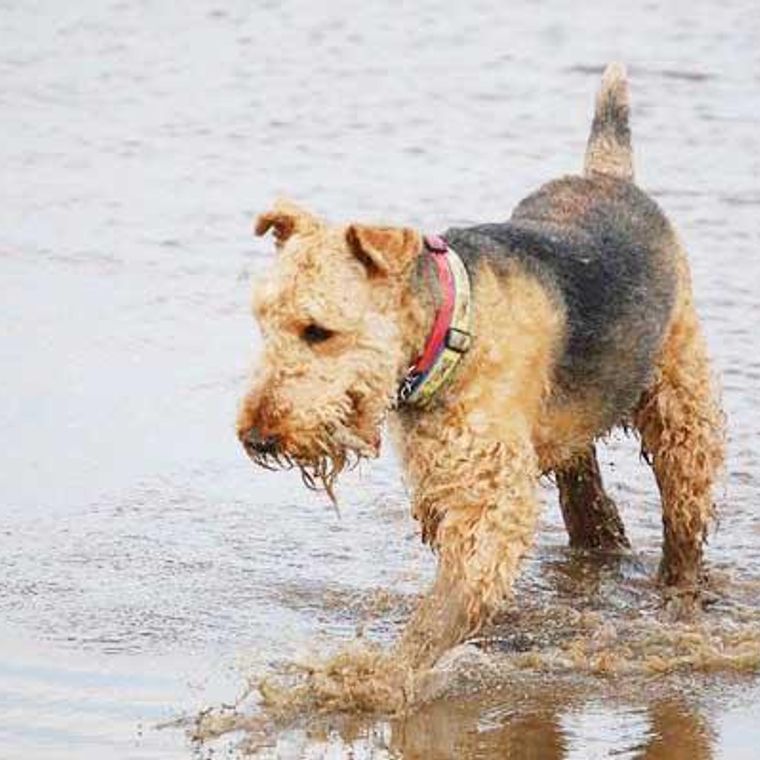 エアデールテリアのカットスタイル 頻度や料金 自宅カットの方法をトリマーが解説 ペトコト