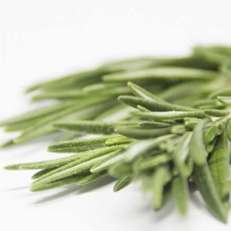 猫はローズマリーを食べても大丈夫 体に良くても香りは苦手かも ペトコト