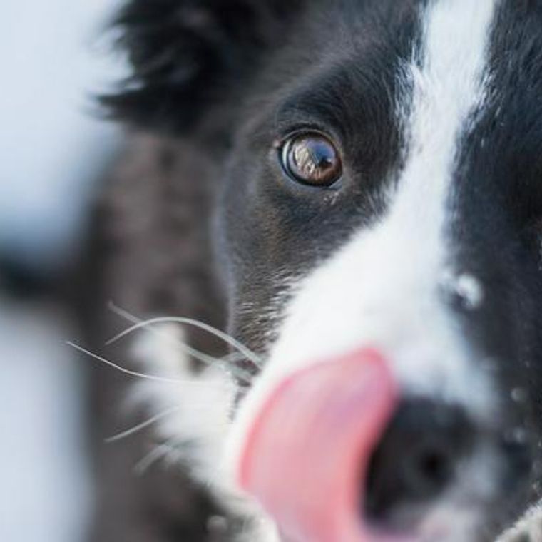 犬が腐ったものを食べたときの症状や治療法などを解説 獣医師監修 ペトコト