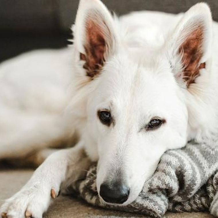 犬の麻酔 必要な理由 リスク 全身麻酔や鎮静 局所麻酔の違いなどを麻酔専門医獣医師が解説 ペトコト