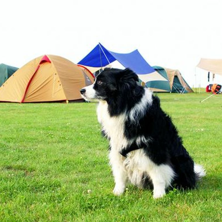 犬とキャンプ ハウツーまとめ 持ち物や注意点 関東のおすすめキャンプ場も ペトコト