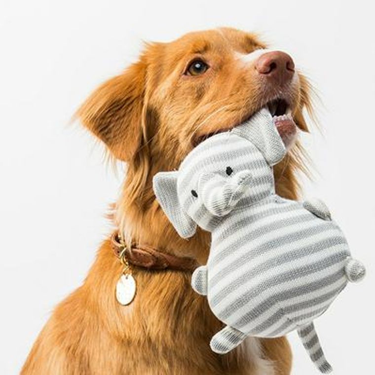 犬のおもちゃ 洗ってますか 放っておくと細菌だらけに ペトコト