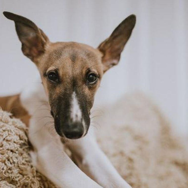 皮膚専門獣医師解説 犬の外耳炎 症状 原因 治療法 予防法 対処法 ペトコト