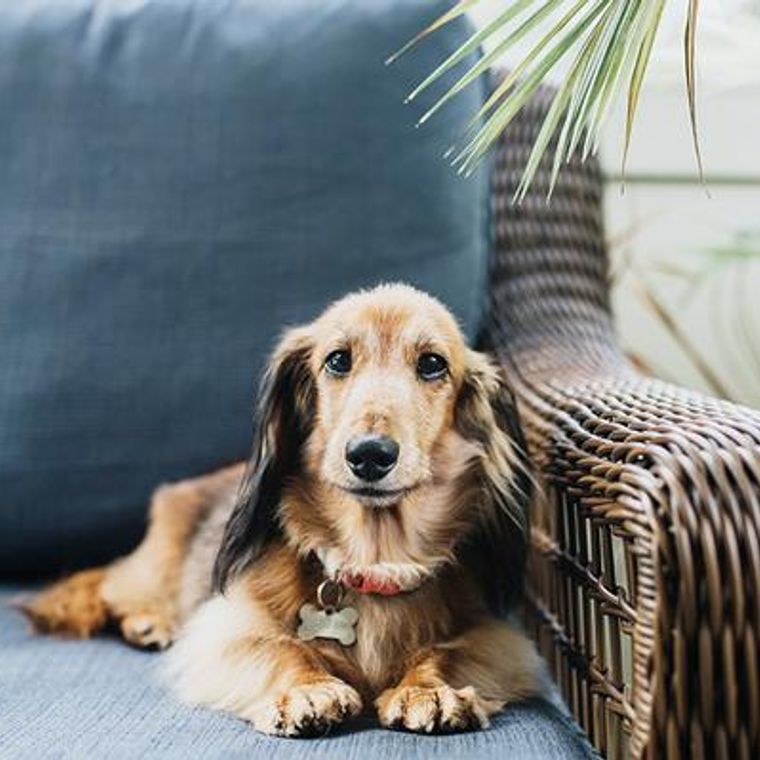 ドイツやフランス イギリスなどヨーロッパ原産の犬種を紹介 ペトコト