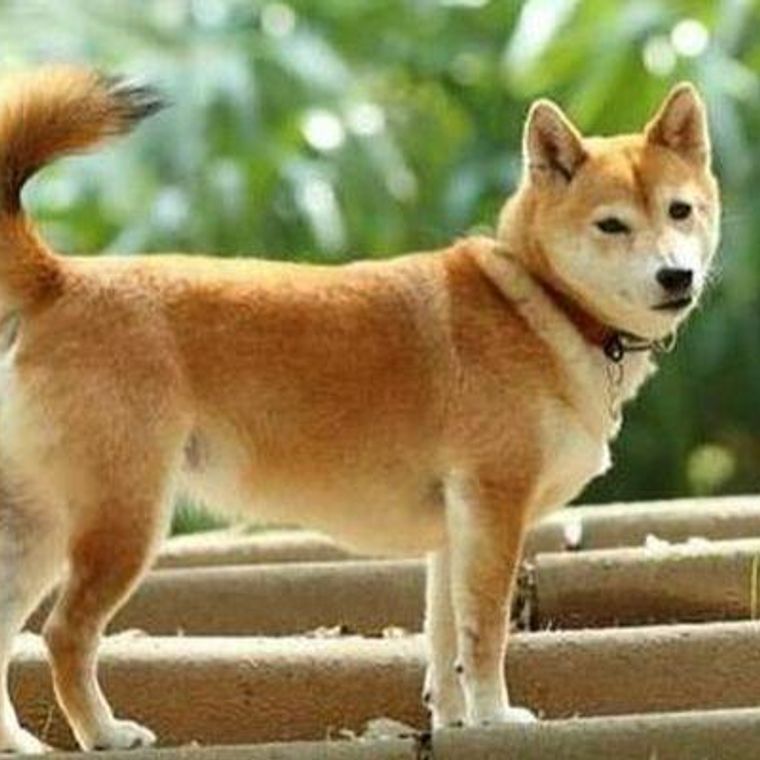 日本犬は6種類 天然記念物にもなっているそれぞれの性格や特徴を紹介 ペトコト