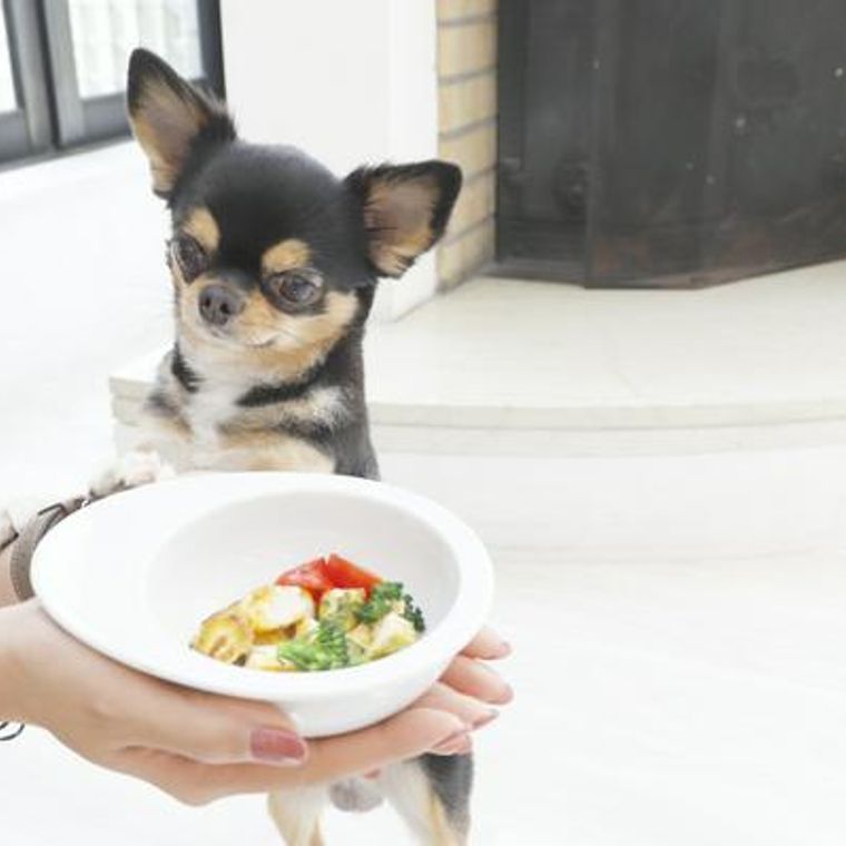 犬の手作りごはん簡単レシピ集 与える量や栄養の注意点も解説 ペトコト