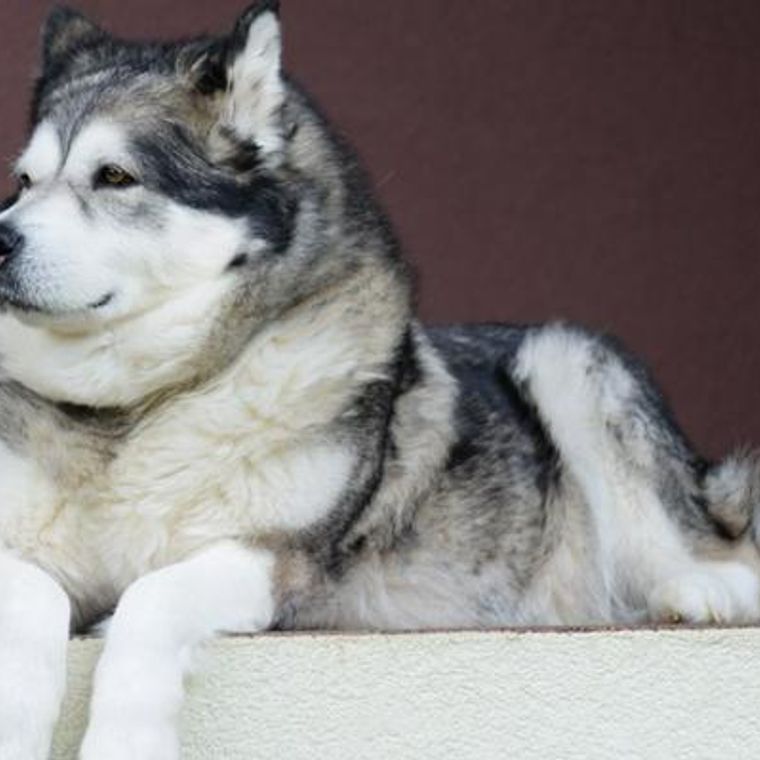 アラスカン マラミュートの飼い方 性格 特徴 迎える方法などを紹介 ペトコト