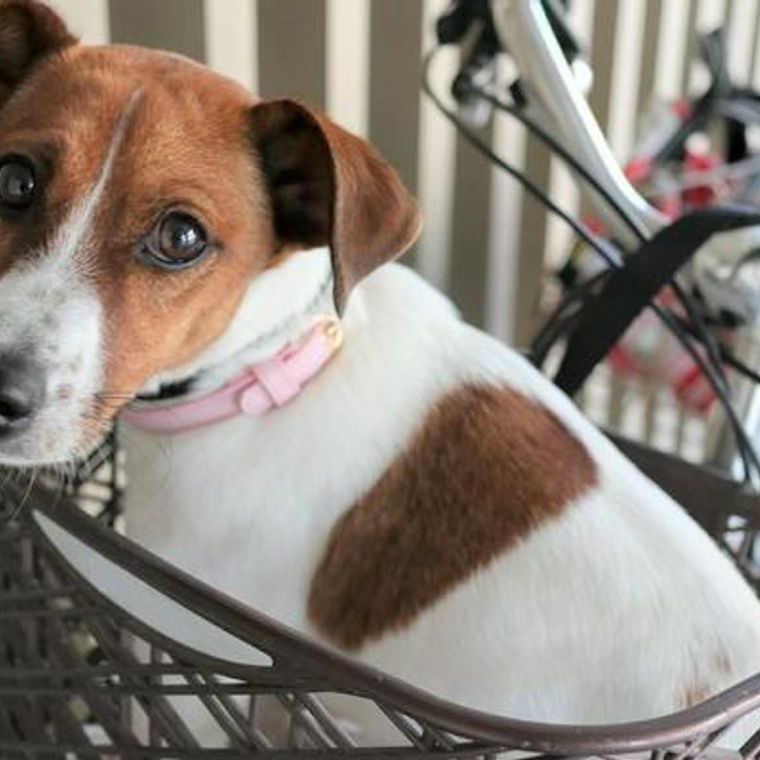 犬 自転車 かご 道路 交通 法