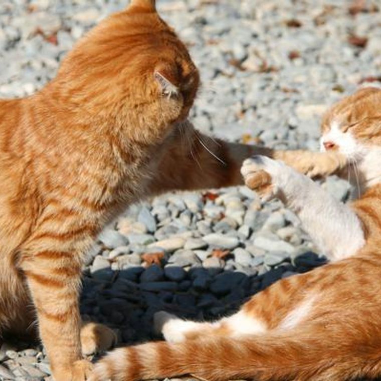 猫が猫パンチするのはなぜ 隠された気持ちや病気の可能性を獣医師が解説 ペトコト