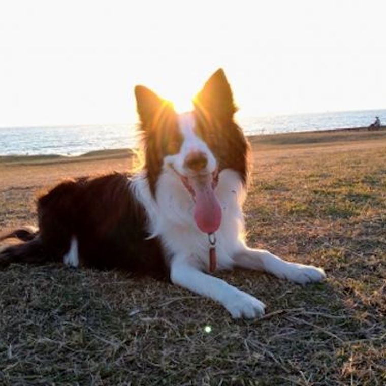 ボーダーコリーにカットは必要 おしりの毛や飾り毛 サマーカットなどカットの種類を紹介 ペトコト