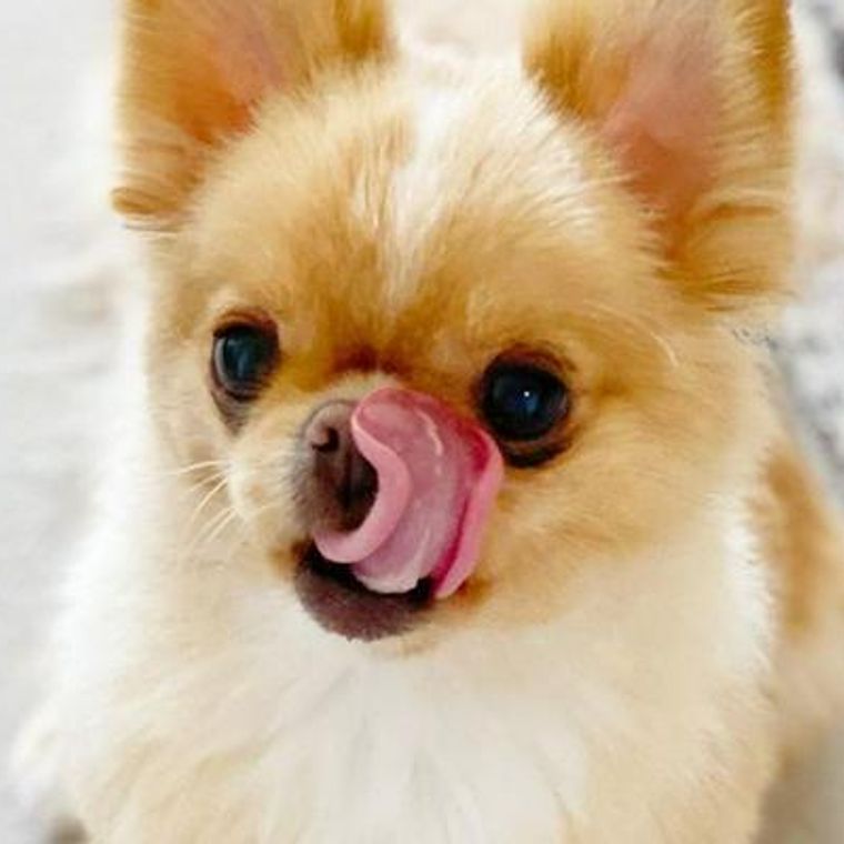 犬が鼻を舐める理由とは 犬の気持ちや病気の可能性について解説 ペトコト