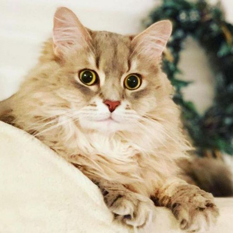 サイベリアンってどんな猫 性格や毛色 体重 寿命などの特徴 里親の迎え方などを紹介 ペトコト