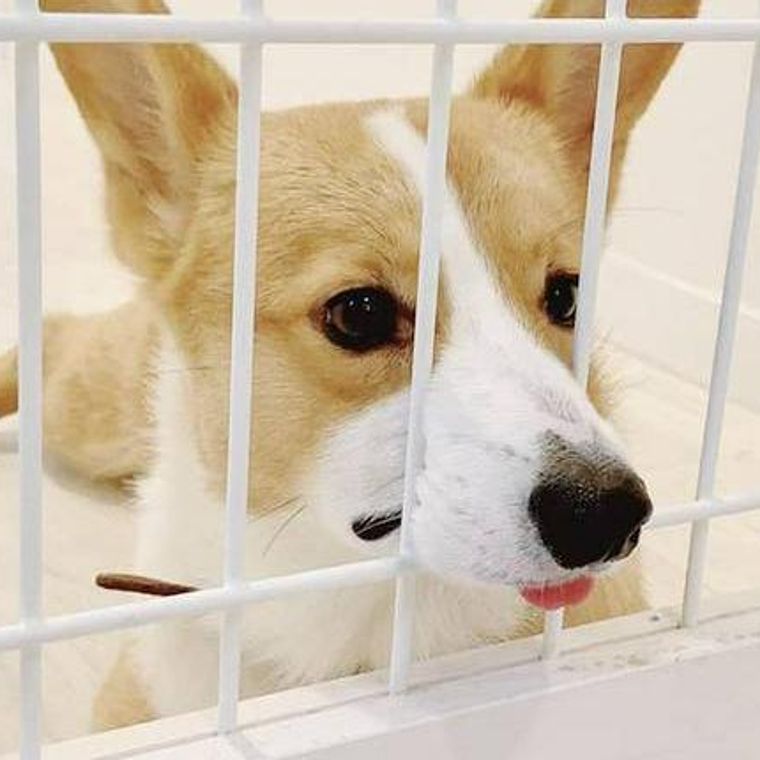 犬が玄関から離れない理由とは 吠える気持ちや分離不安の可能性について解説 ペトコト