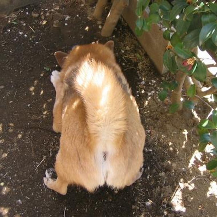 犬が穴掘りする理由とは 穴掘りする犬の気持ちや対策を紹介 ペトコト