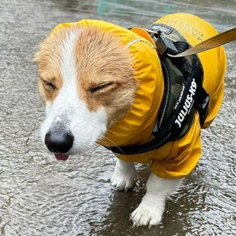 雨の日に犬の散歩はすべき 嫌がる場合やおすすめレイングッズも紹介 ペトコト