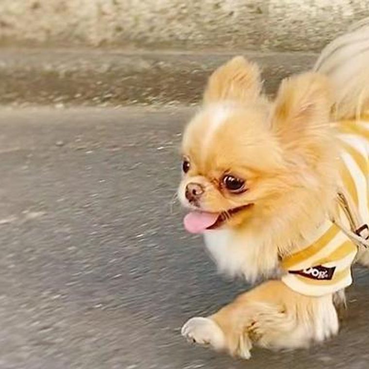室内犬にも散歩は必要 適切な頻度や散歩しないリスクを解説 ドッグトレーナー監修 ペトコト