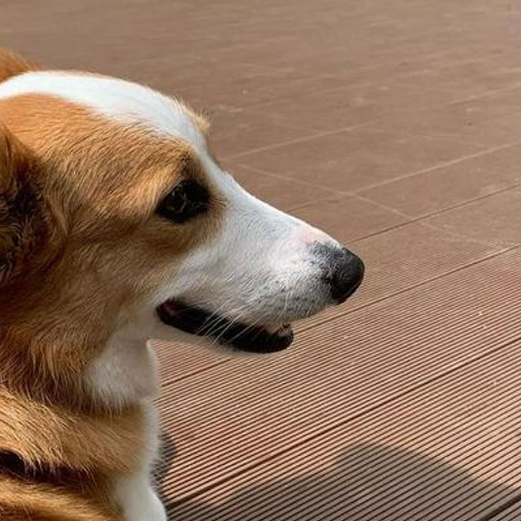 犬の暑さ対策はエアコンなしでは困難 屋内 留守番 屋外 散歩 の暑さ対策を紹介 ペトコト