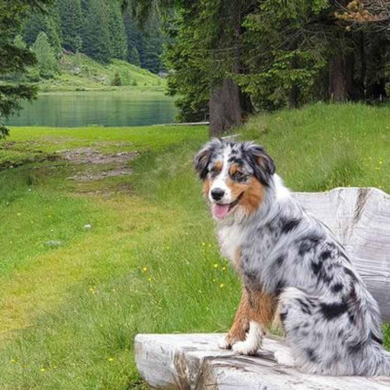 関西で愛犬とグランピングしよう ペット可おすすめグランピング施設9選 ペトコト 関西で愛犬とグランピングしよう ペット可おすすめグランピング施設9選 ペトコト