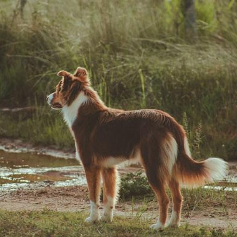 犬が脱走する理由とは 脱走したときの探し方や脱走させないためのしつけを解説 ペトコト