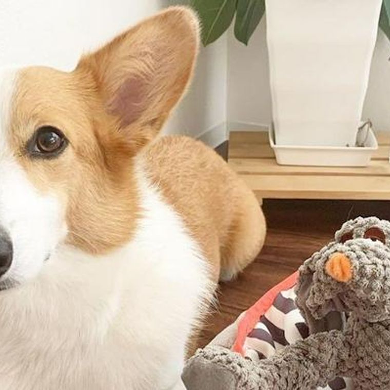 中型犬の種類とは 人気犬種や中型犬の寿命 飼いやすさを解説 ペトコト